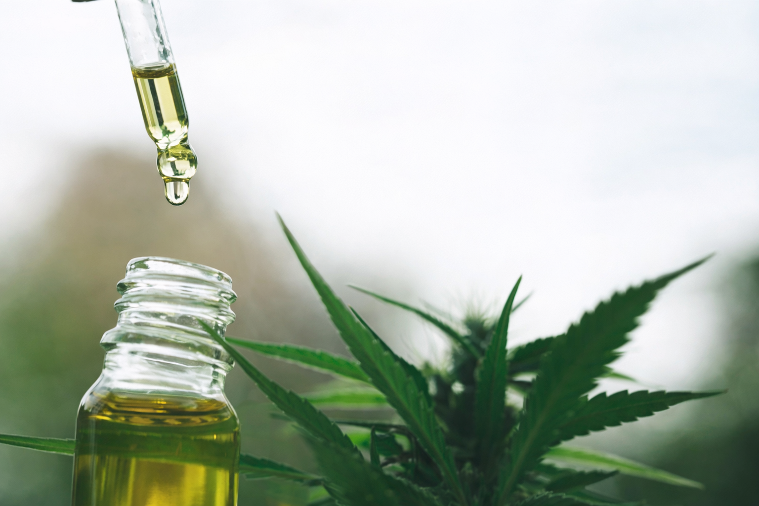 Cannabis medicinal: o que muda com as novas regras da Anvisa