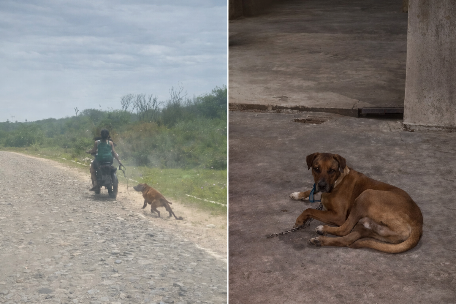 Polícia Civil prende casal em flagrante por maus-tratos a cachorro em Camocim
