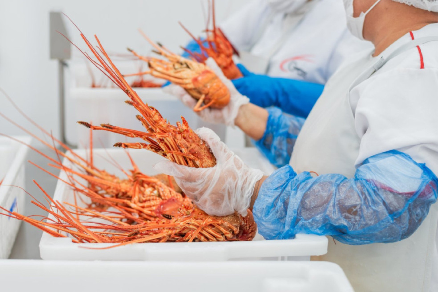 Exportação de lagosta do Ceará cresce 12,9% no 1º trimestre com Austrália como principal destino