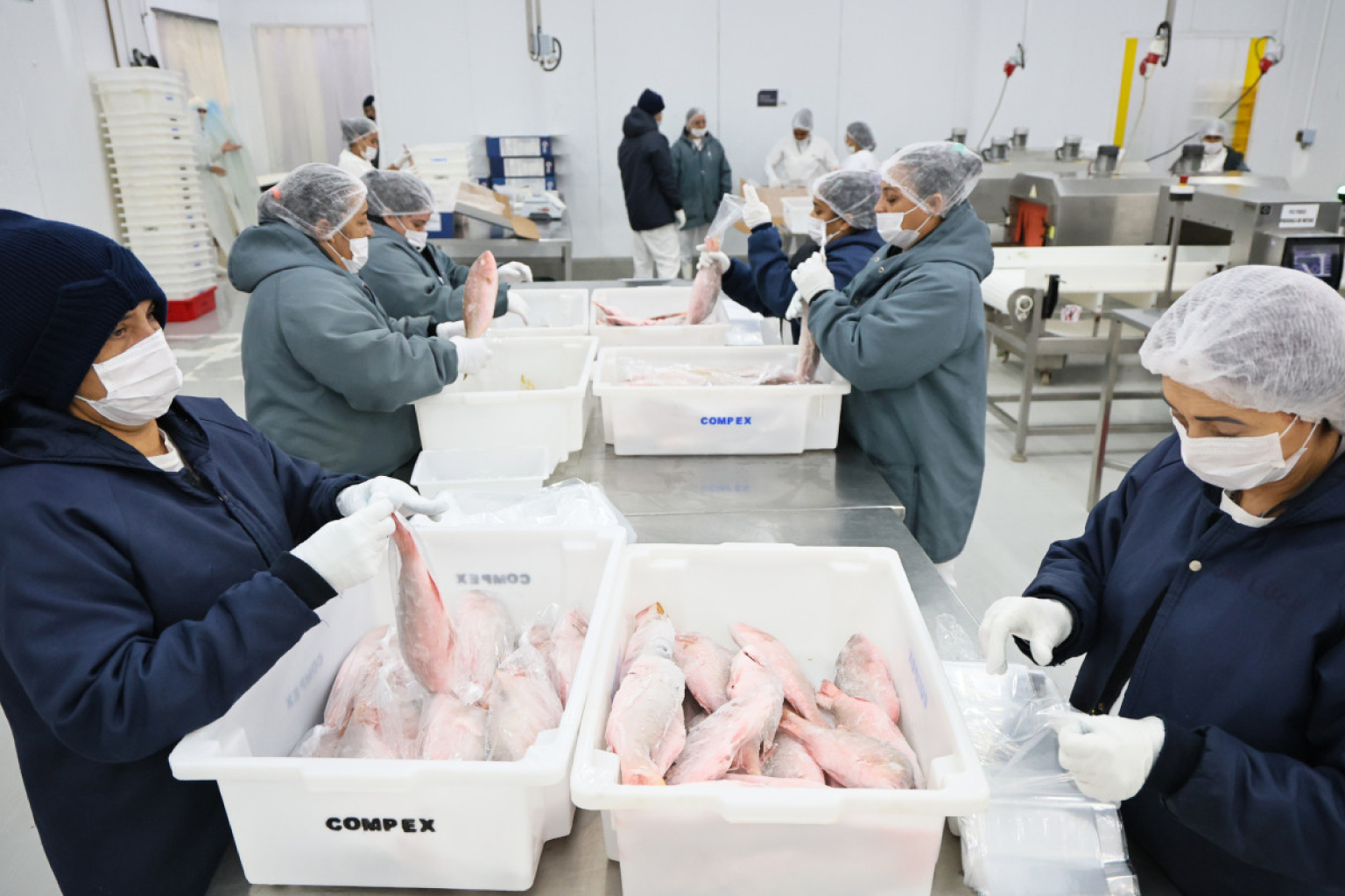 Ceará lidera exportações de pescados do Brasil com US$ 28 milhões no 1º quadrimestre de 2026