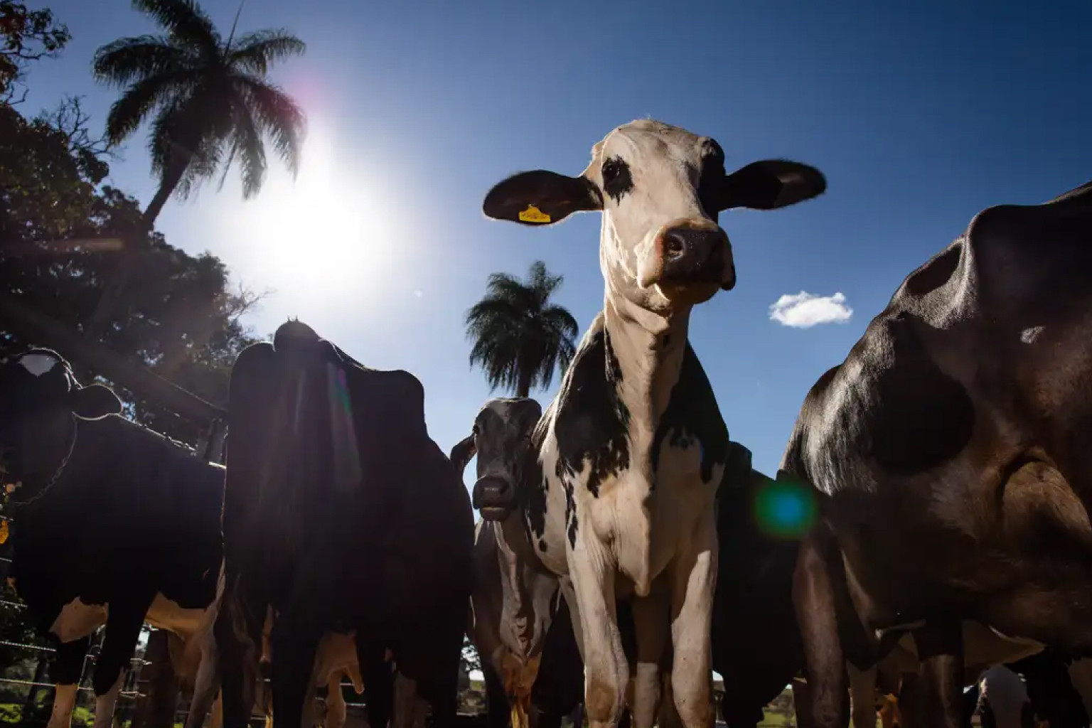 União Europeia oficializa veto à carne, peixe e mel do Brasil a partir de setembro