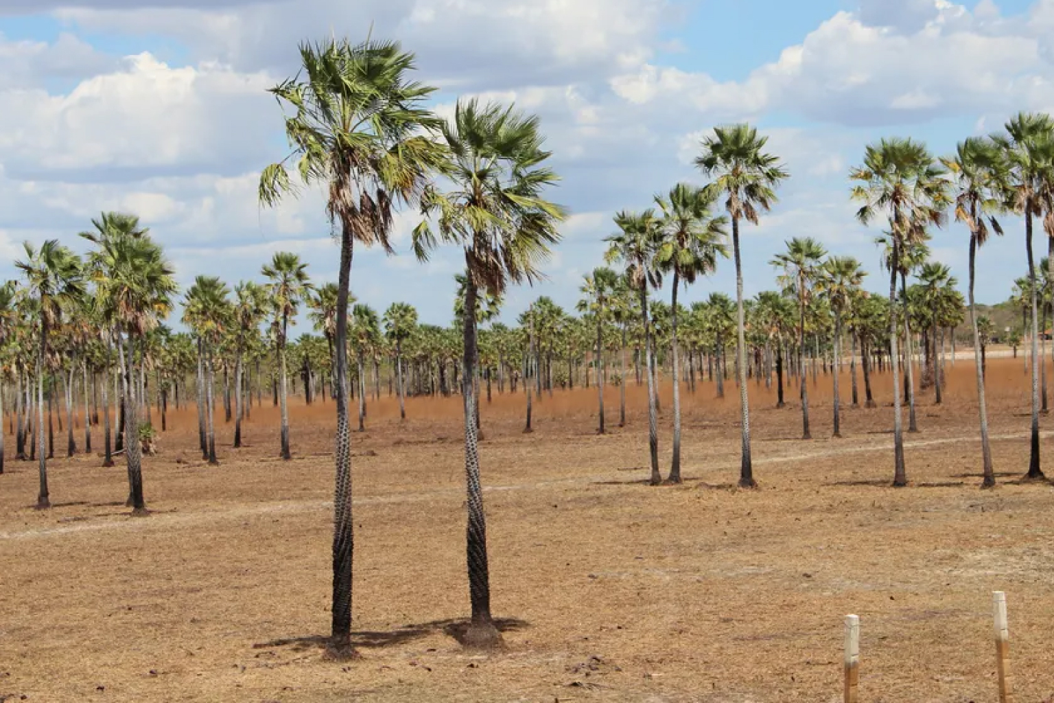 Cera de carnaúba do Ceará amplia presença no mercado chinês e já representa 37,5% do total exportado ao país