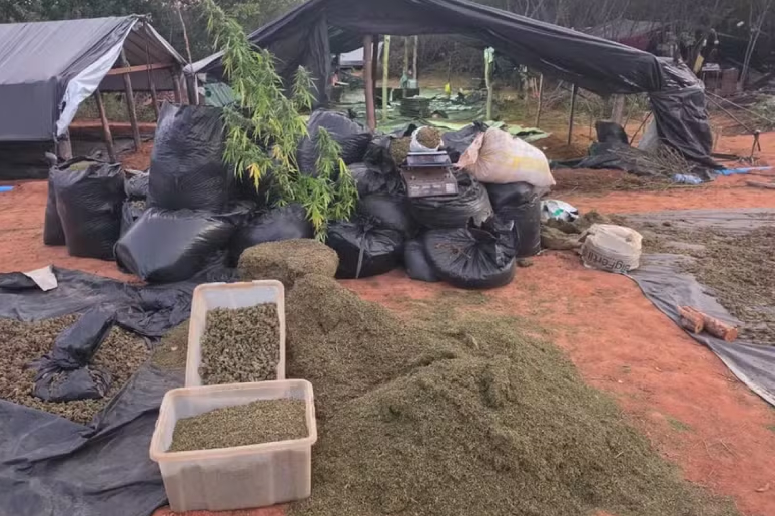 Segurança investiga falha na custódia de plantação de 290 mil pés de maconha em Acopiara após megaoperação