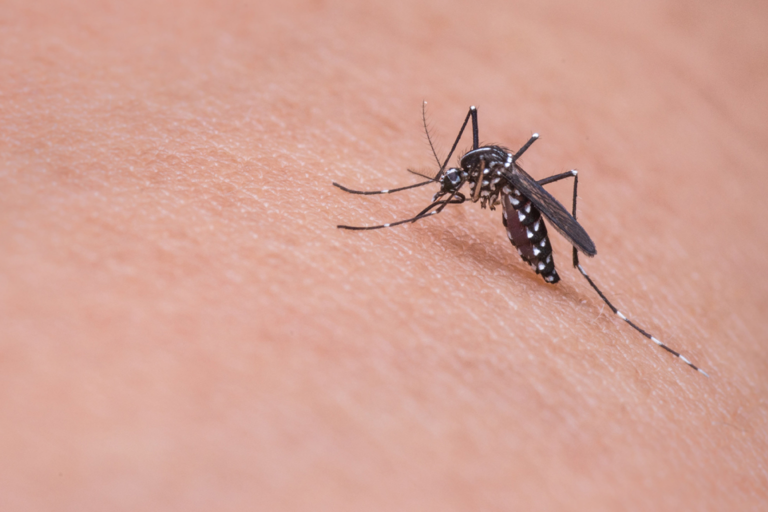 Casos de dengue no Ceará já superam todo o ano de 2025 com 5.347 confirmações e 10 mortes