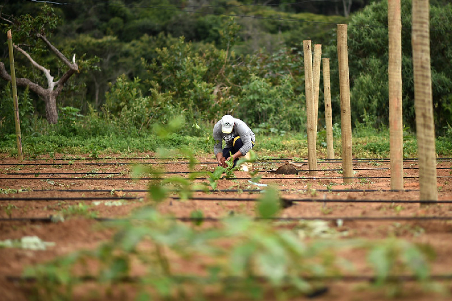 Dívidas de produtores rurais poderão ser renegociadas em até 10 anos com juros a partir de 5% ao ano