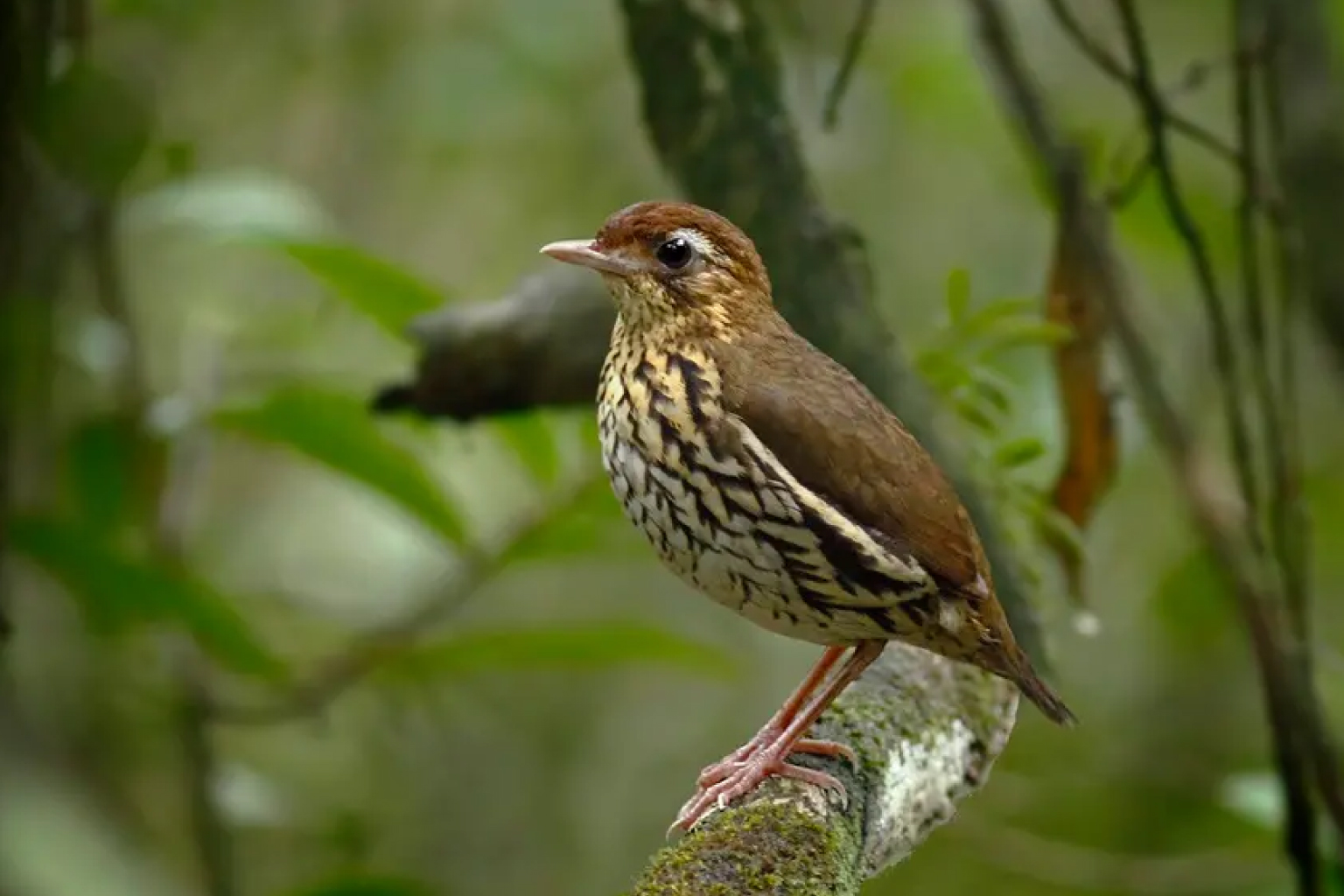 Pesquisadores descobrem Tovaca-de-Baturité, nova ave exclusiva do Ceará entre as mais raras do mundo