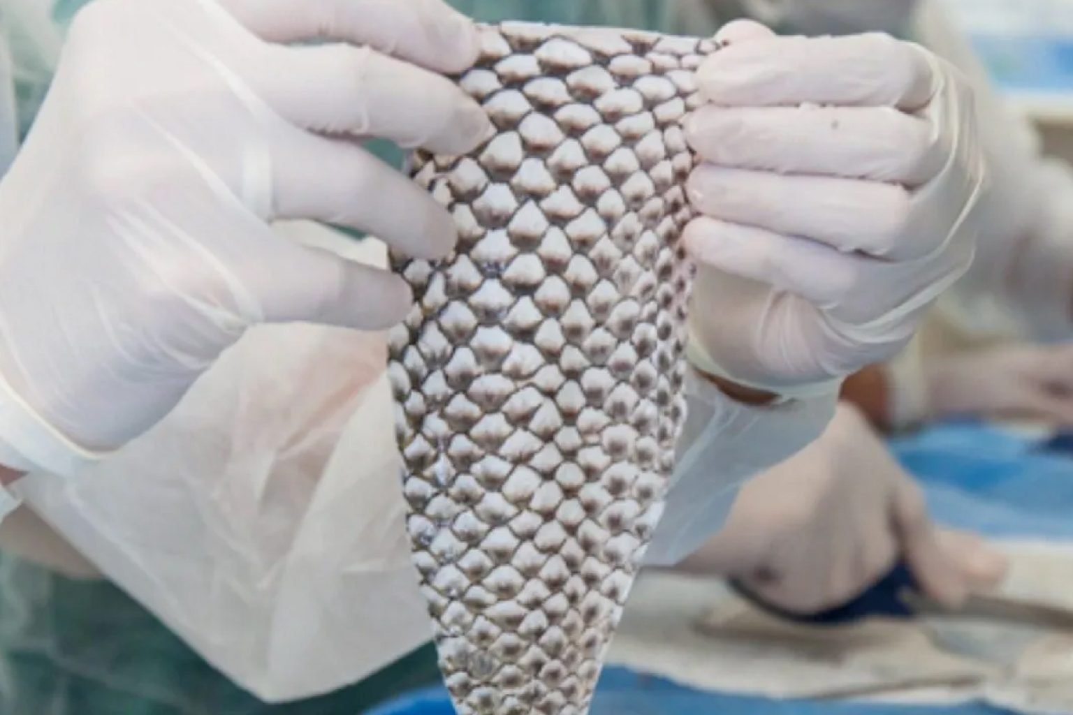 Ceará terá a primeira fábrica mundial de processamento de pele de tilápia para queimados