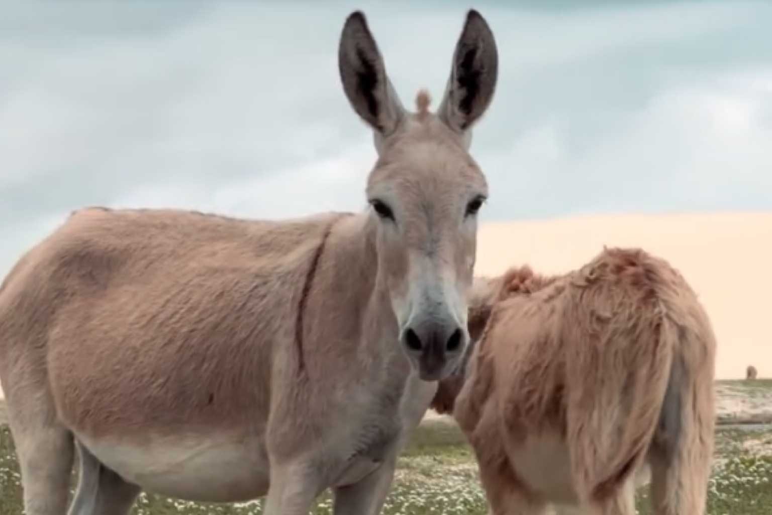 Parque Nacional de Jericoacoara terá estudo sobre jumentos por 5 anos