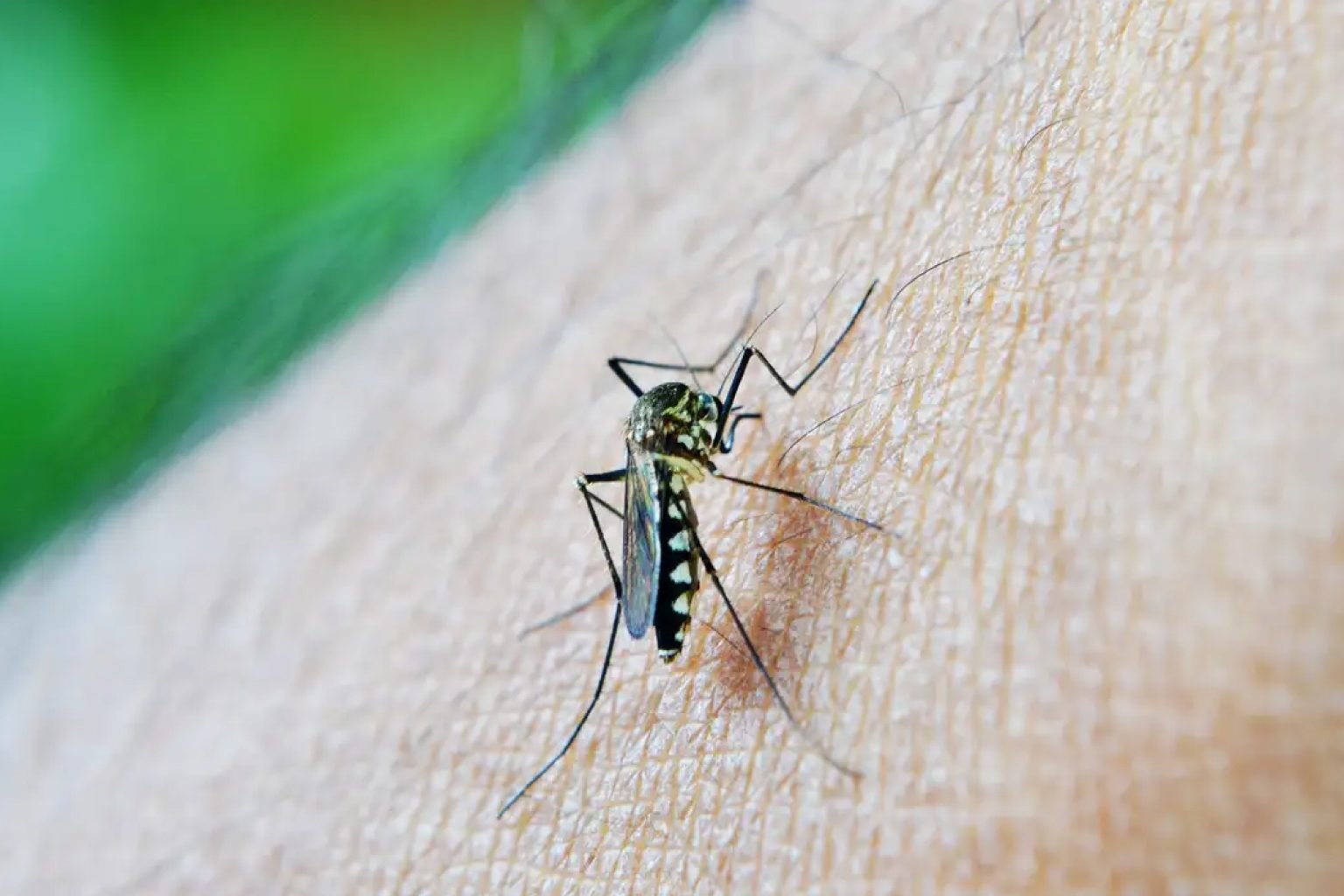 Ceará tem 15 mil casos de dengue em 2026, quase 4 vezes os de 2025